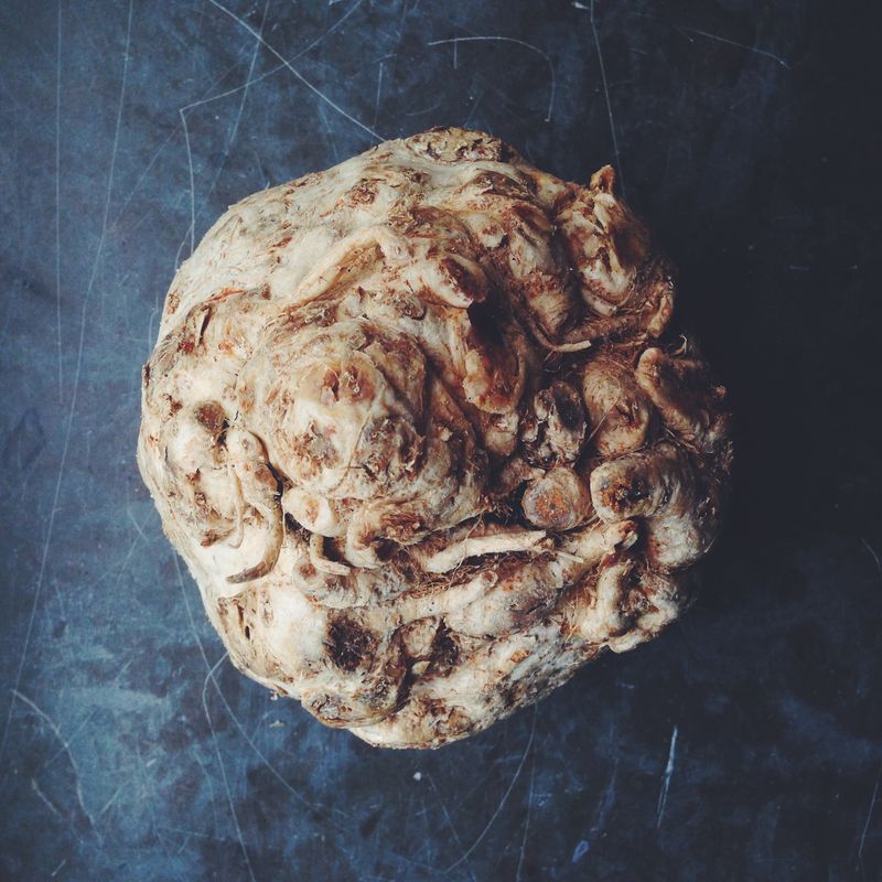 A knobbly celeriac root seen from directly above on a scratched dark blue surface.