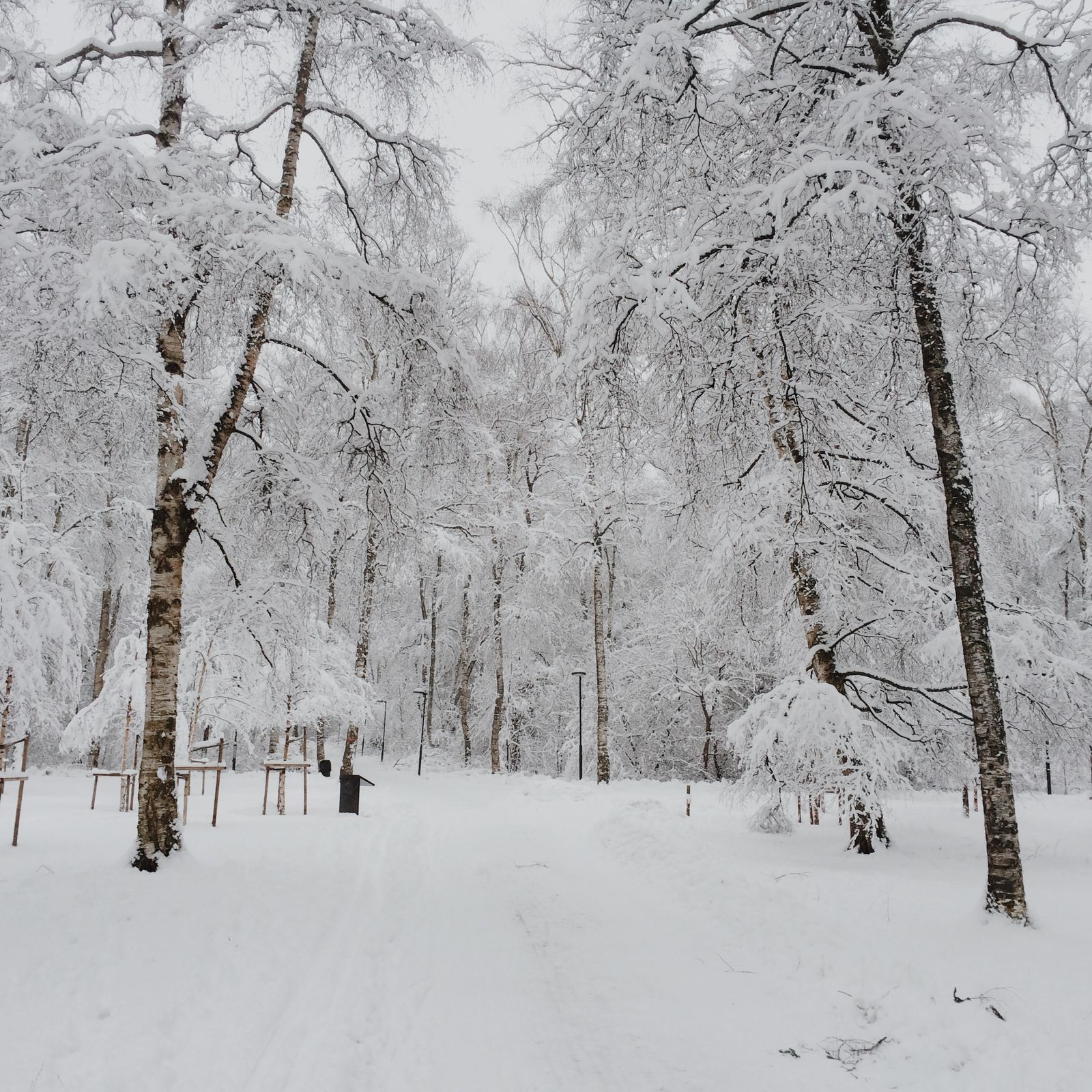 Birch trees bowed under thick fresh snow either side of a snowed-over park path.