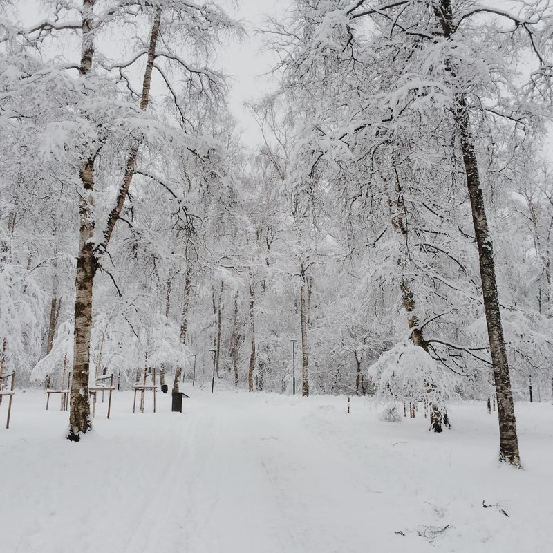 Birch trees bowed under thick fresh snow either side of a snowed-over park path.