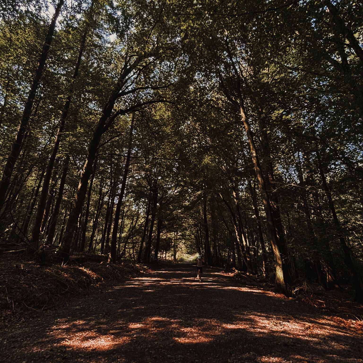A lone figure on a broad forest track, dwarfed by tall trunks that arch overhead in low autumn light.