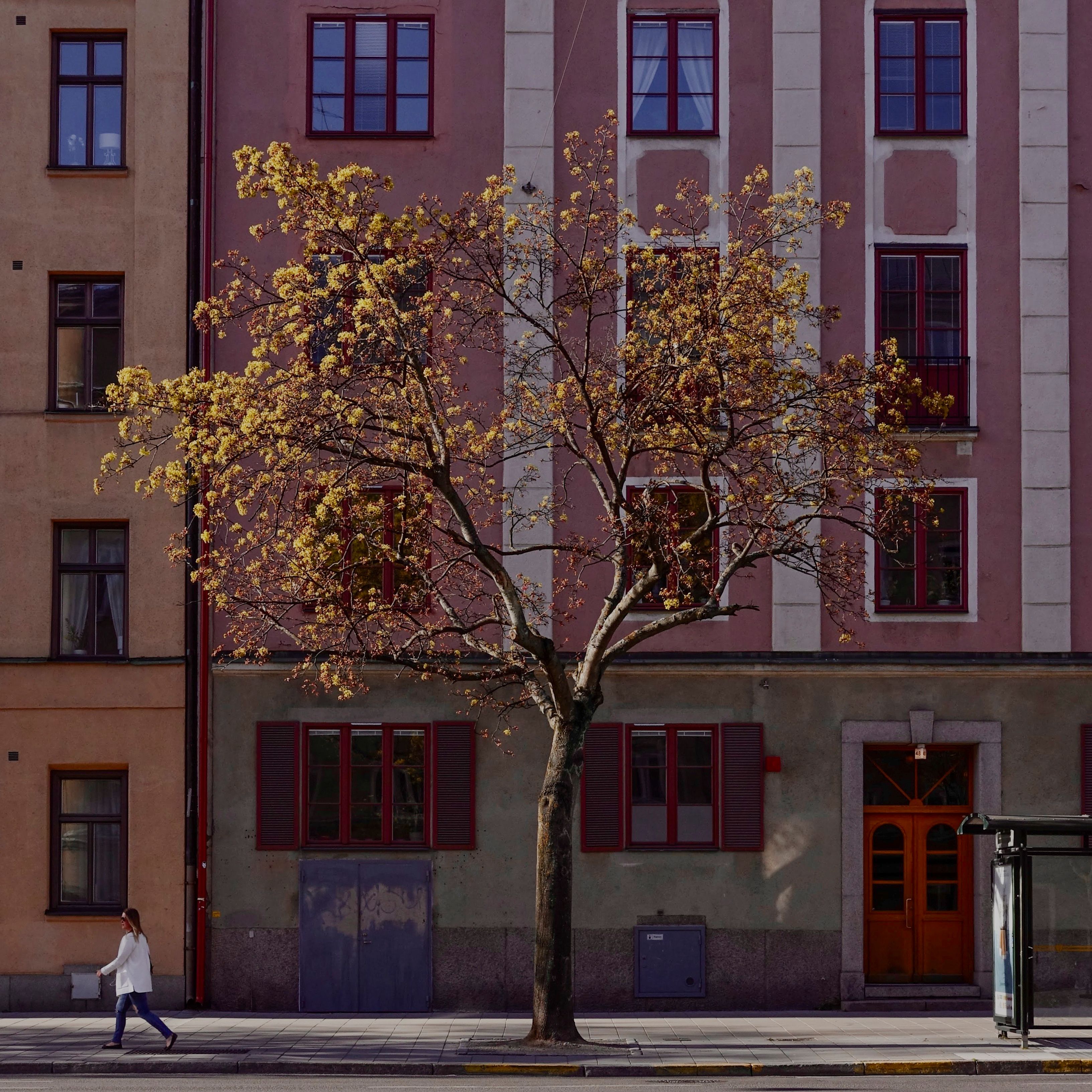 A young tree in yellow-green spring flower against a striped pink and grey apartment facade, a woman in white walking past on the pavement below.