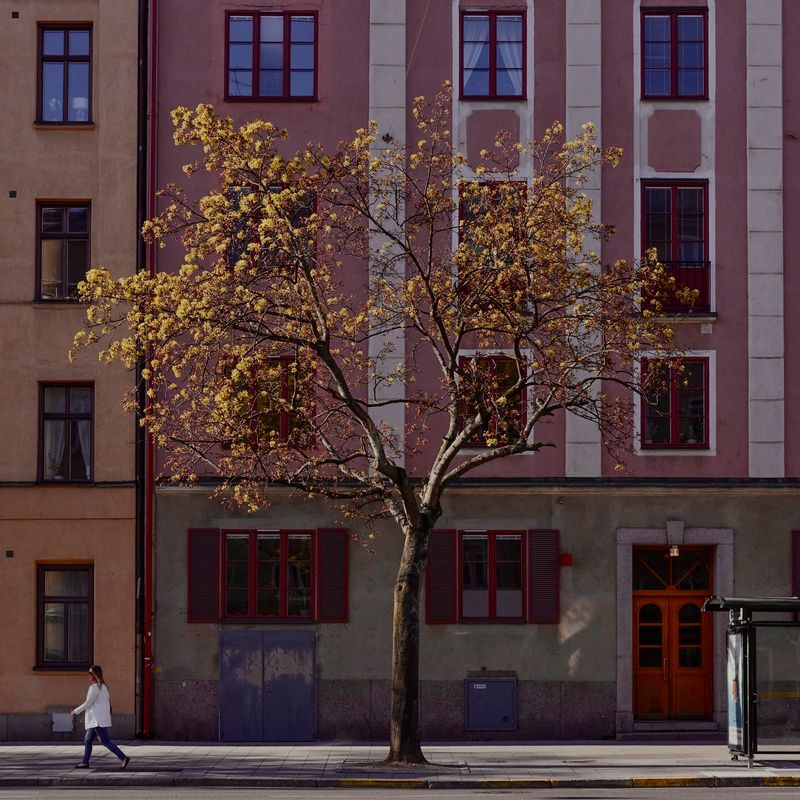 A young tree in yellow-green spring flower against a striped pink and grey apartment facade, a woman in white walking past on the pavement below.